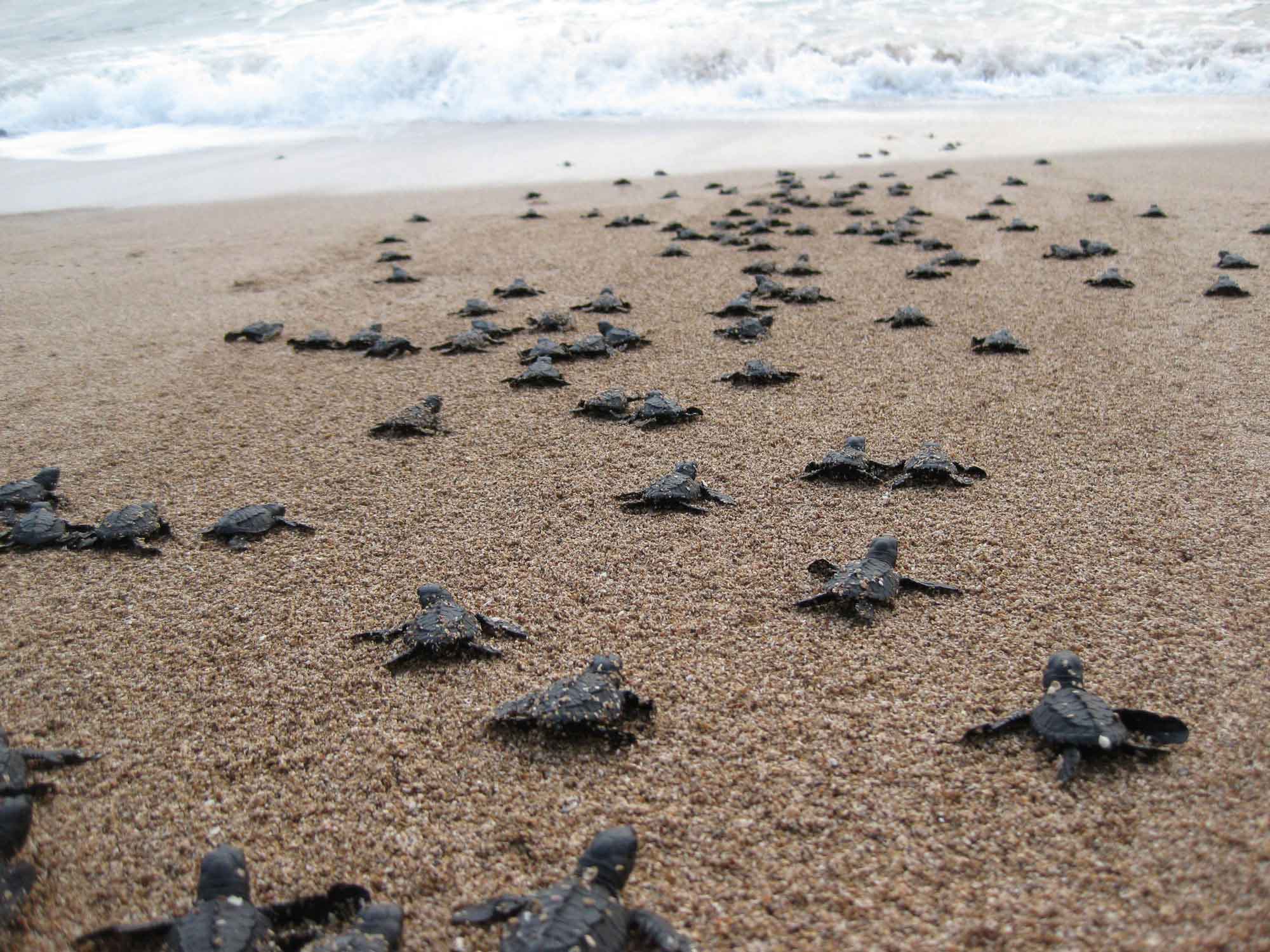 baby-sea-turtles