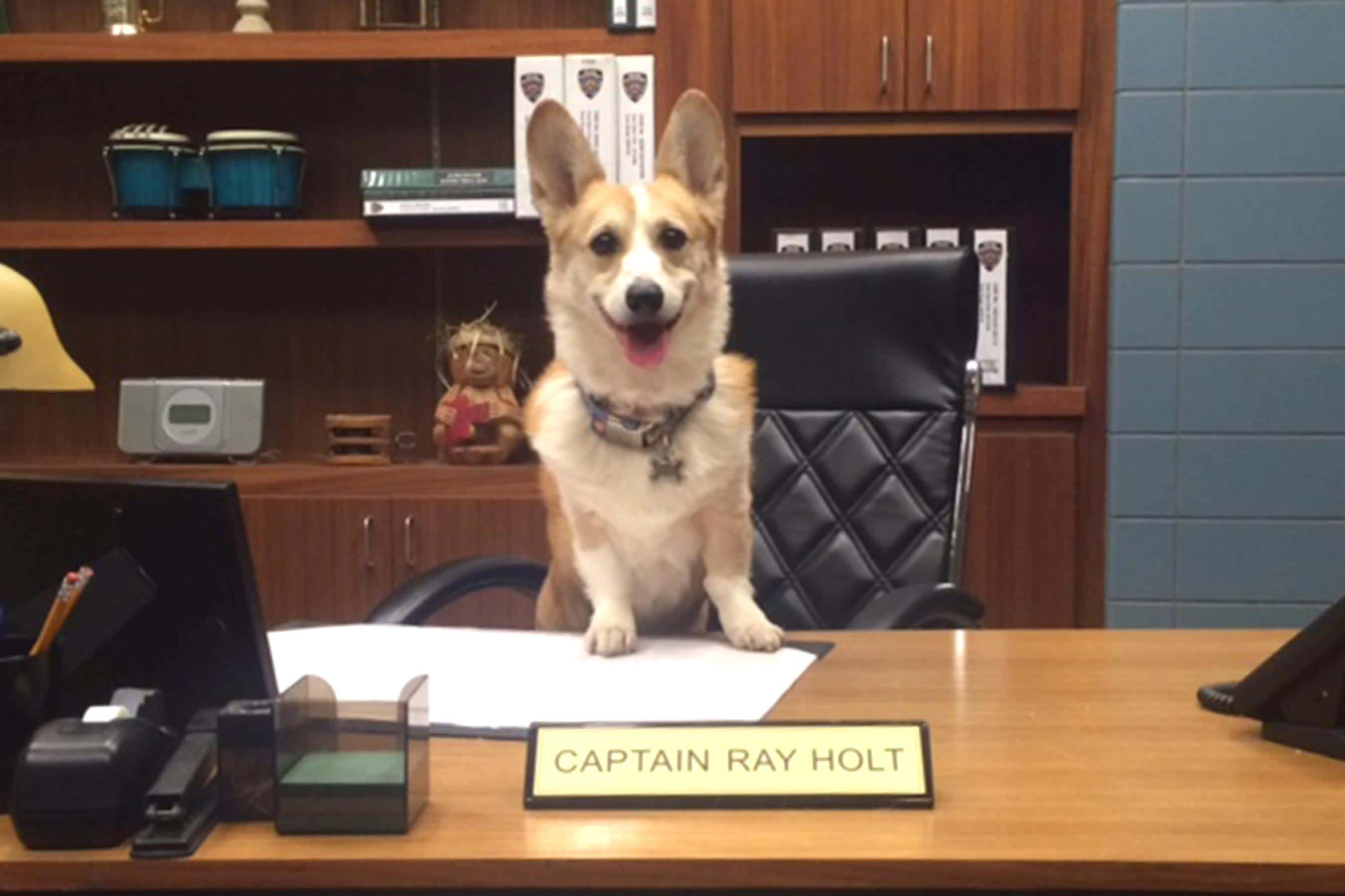 Brooklyn Nine-Nine - È morto Cheddar, il Corgi del comandante Holt