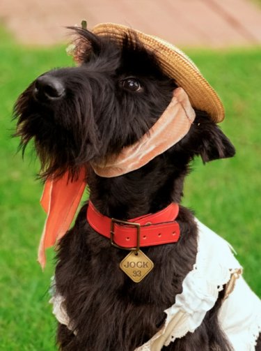Lady Tramp 3