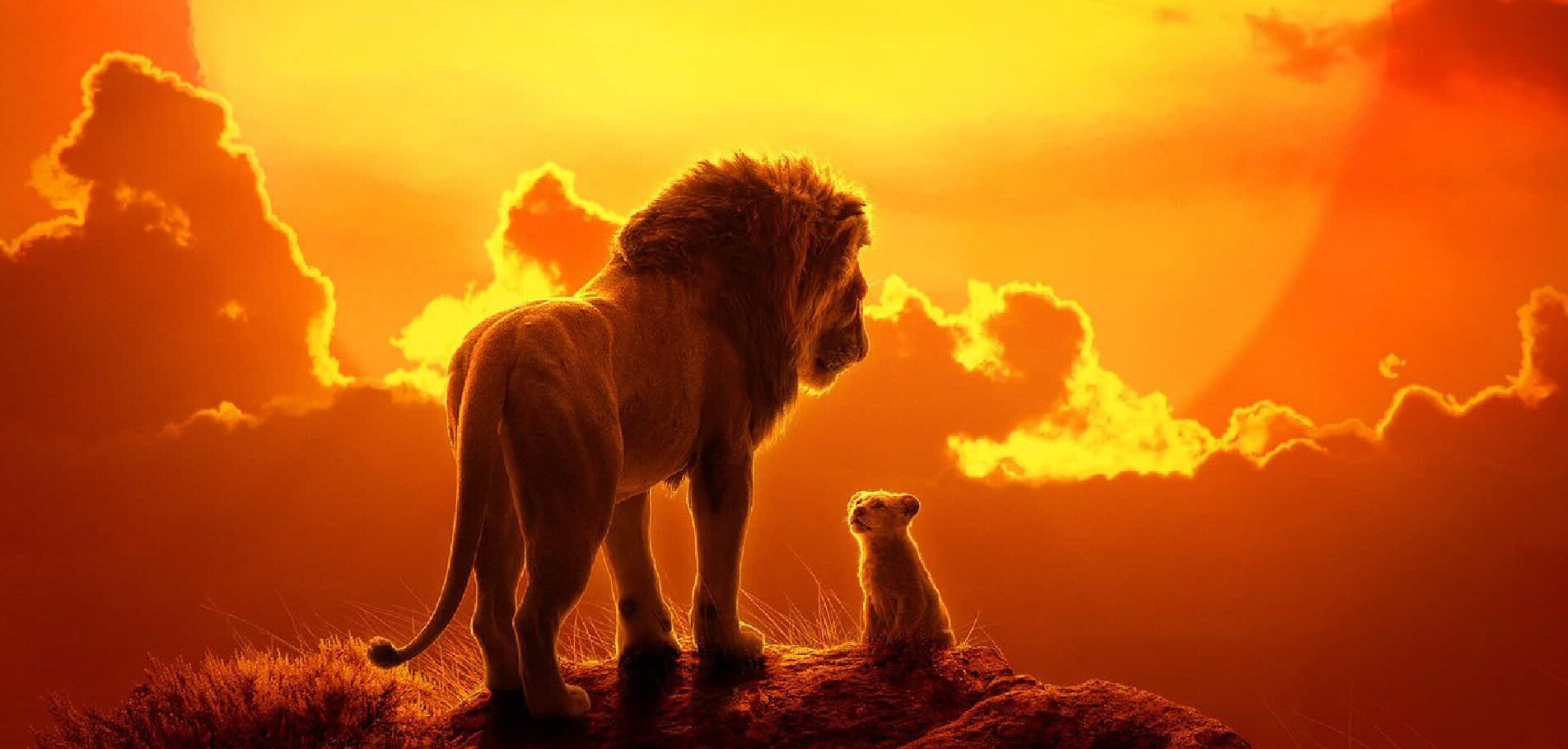 Il Re Leone - photo credit: web